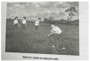 Trong quần xã ruộng lúa nước mà học sinh tham quan và trải nghiệm, loài ưu thế là sinh vật nào?