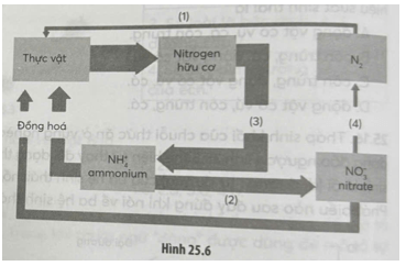 Hình 25.6 mô tả tóm tắt chu trình nitrogen trong tự nhiên. Quan sát hình và cho biết có bao nhiêu phát biểu dưới đây đúng?