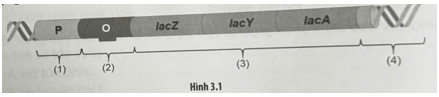 Hình 3.1 mô tả cấu trúc của operon Lac ở vi khuẩn E. coli. Cấu trúc số mấy có chức năng mã hóa