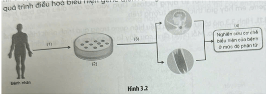 Hình 3.2 mô tả sơ đồ mô hình hóa bệnh di truyền dựa vào biệt hóa tế bào gốc đa năng