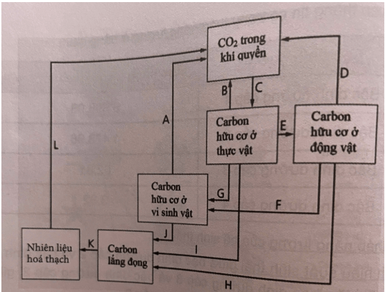 Sơ đồ dưới đây mô tả sơ lược chu trình carbon. Mũi tên chỉ chiều của quá trình lưu chuyển 