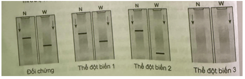 Để xác định được các kiểu đột biến của một gene, các nhà khoa học đã tách chiết mRNA 
