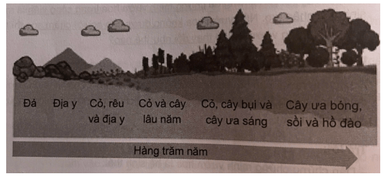 Hình dưới đây mô tả diễn thế sinh thái nguyên sinh. Phần đất mùn bề mặt được biểu diễn 