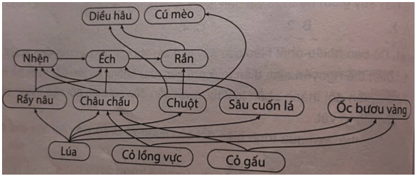Một lưới thức ăn của một quần xã ruộng lúa được mô tả như sau 