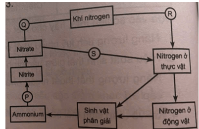 Theo chu trình bên, giai đoạn nào có sự hoạt động của enzyme nitrogenase? 