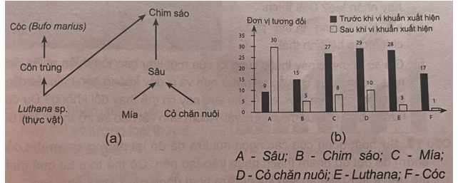 Hình a dưới đây thể hiện một phần lưới thức ăn trên cánh đồng trồng cỏ chăn nuôi và mía 