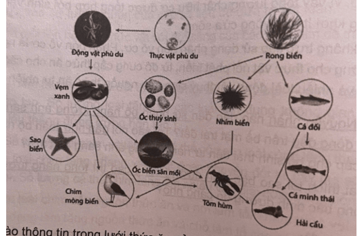 Cho lưới thức ăn như hình dưới đây: Dựa vào thông tin trong lưới thức ăn để trả lời các câu hỏi sau 