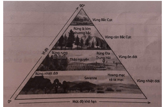 Quan sát hình các khu sinh học trên cạn ở câu 71 và trả lời các câu hỏi sau 