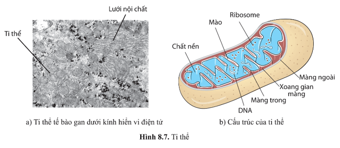 Quan sát hình 8.7 và nêu hình dạng và các thành phần cấu tạo của ti thể