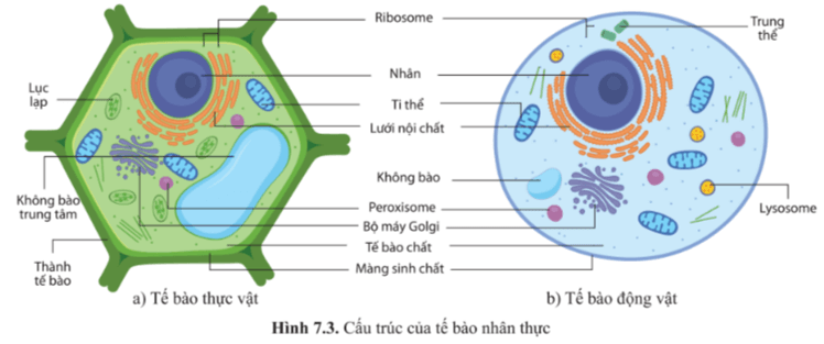 Quan sát các hình 7.2 và 7.3, nêu những thành phần cấu tạo giống nhau