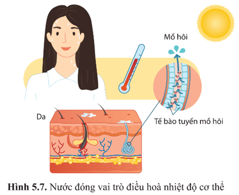 Quan sát hình 5.7, cho biết nước điều hòa nhiệt độ tế bào và cơ thể như thế nào