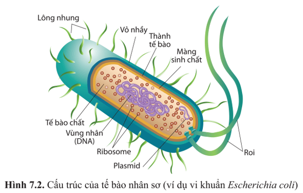 Quan sát các hình 7.2 và 7.3, nêu những thành phần cấu tạo giống nhau