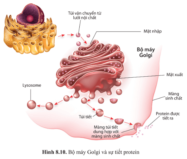 Dựa vào hình 8.10, mô tả con đường tiết enzyme ở tế bào tuyến tụy