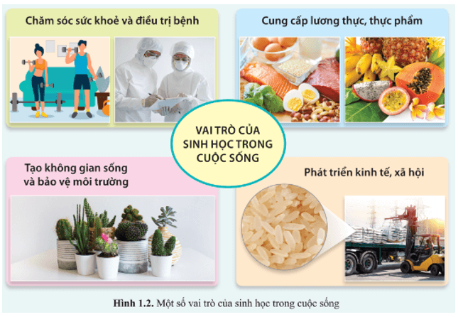 Cho ví dụ tương ứng với mỗi vai trò của sinh học trong cuộc sống ở hình 1.2