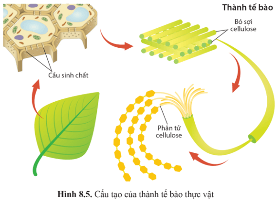 Quan sát hình 8.5 và mô tả cách sắp xếp các phân tử cellulose trong thành tế bào