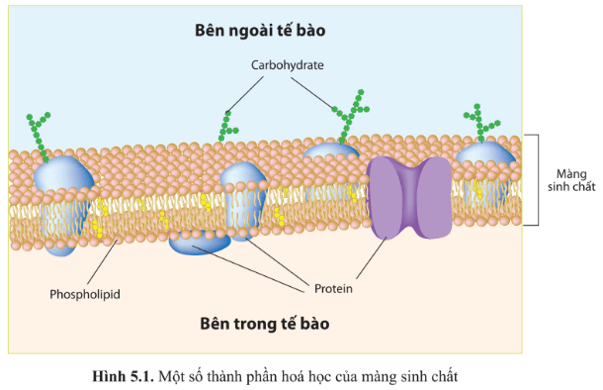 Dựa vào hình 5.1, hãy cho biết màng sinh chất (màng tế bào) được cấu tạo