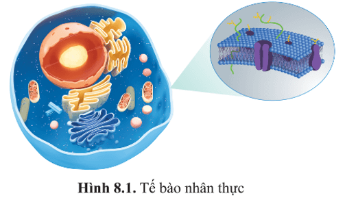 Nêu những thành phần cấu tạo chính của tế bào nhân thực