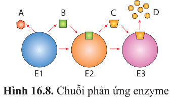 Trong chuỗi phản ứng ở hình 16.8, xác định trung tâm hoạt động, cơ chất, sản phẩm