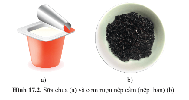 Trong sữa chua có vi khuẩn lactic, trong cơm rượu nếp có nấm men