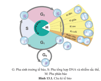 Quan sát hình 13.1 và bảng 13.1, cho biết chu kì tế bào gồm các giai đoạn, pha nào. Nêu đặc điểm của mỗi pha?