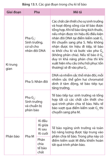 Quan sát hình 13.1 và bảng 13.1, cho biết chu kì tế bào gồm các giai đoạn, pha nào. Nêu đặc điểm của mỗi pha?