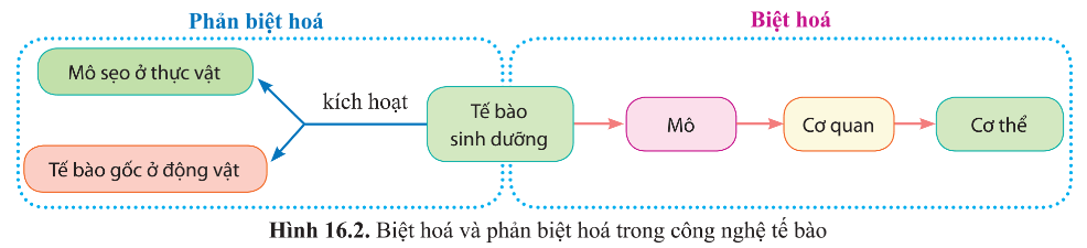 Quan sát hình 16.2, trình bày sự khác nhau giữa biệt hoá và phản biệt hoá tế bào?