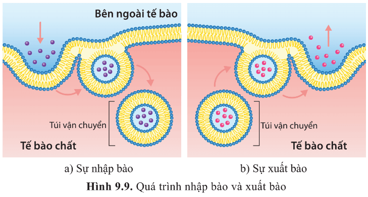 Dựa vào hình 9.9, phân biệt sự nhập bào và sự xuất bào?