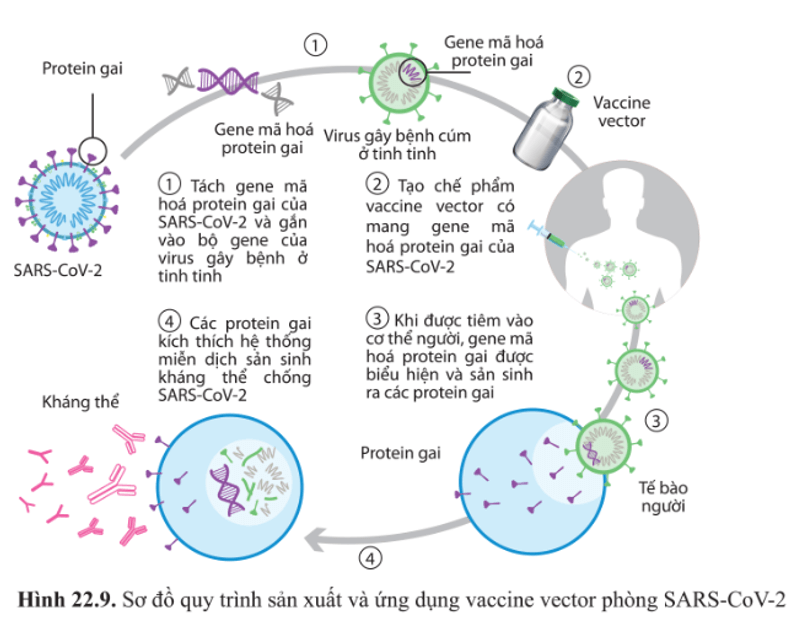 Quan sát hình 22.9 và mô tả lại quy trình sản xuất và sử dụng vaccine vector 