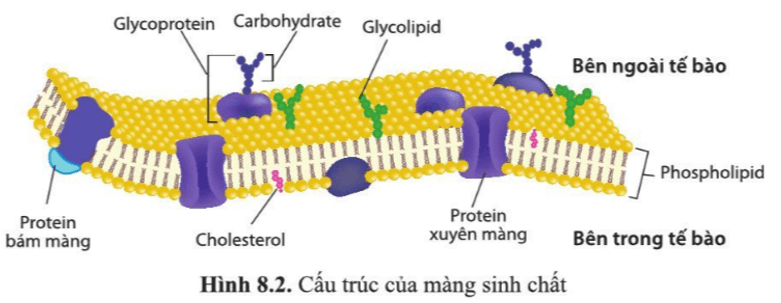 Quan sát hình 8.2, cho biết phân tử nào trong cấu trúc của màng sinh chất thuộc nhóm