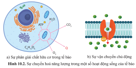 Quan sát hình 10.2 và xác định các dạng năng lượng được chuyển hóa trong hoạt động sống của tế bào?