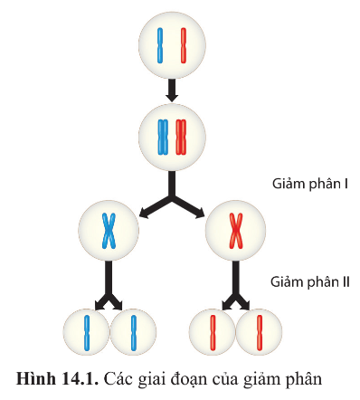 Quan sát hình 14.1 và trả lời câu hỏi