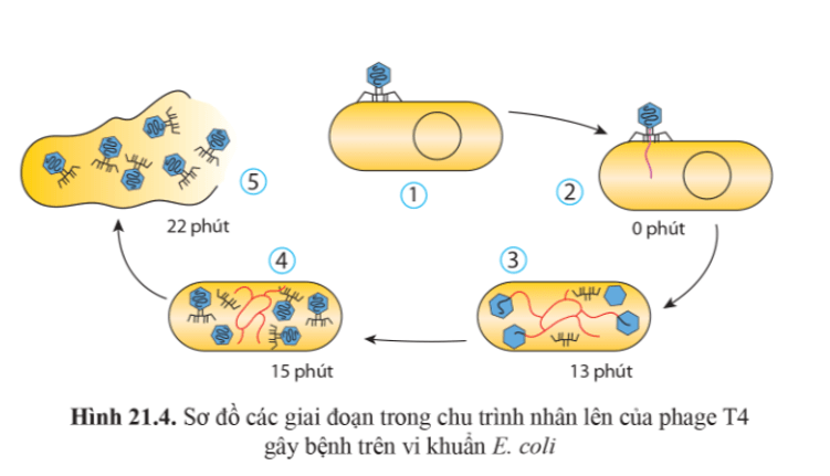 Quan sát các hình 21.4, 21.5 và mô tả các giai đoạn trong chu trình nhân lên của virus