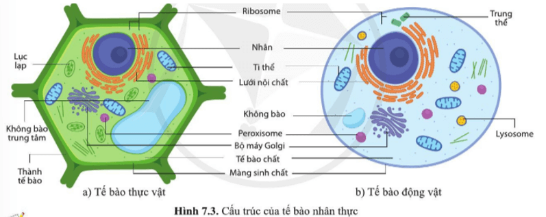 Quan sát các hình 7.2 và 7.3, nêu những thành phần cấu tạo giống nhau