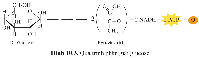 Ở hình 10.3, năng lượng được chuyển từ dạng nào sang dạng nào?