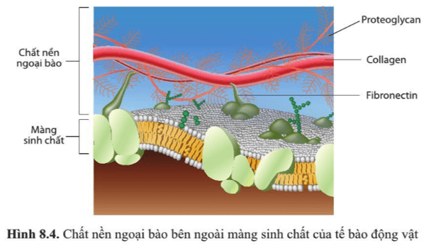 Quan sát hình 8.4, cho biết tên một số phân tử cấu tạo nên chất nền ngoại bào