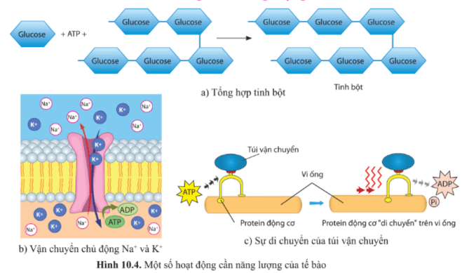 Quan sát hình 10.4 và cho biết chức năng của ATP trong tế bào. Giải thích?