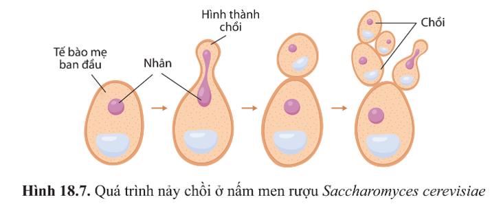 Quan sát hình 18.7 và cho biết nảy chồi của nấm men có khác gì so với nảy chồi ở vi khuẩn? 