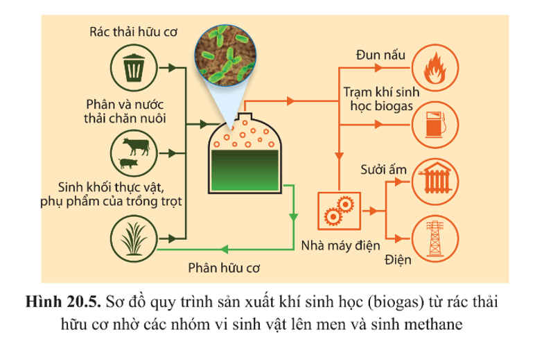 Quan sát hình 20.5 và cho biết nguyên liệu đầu vào và sản phẩm đầu ra