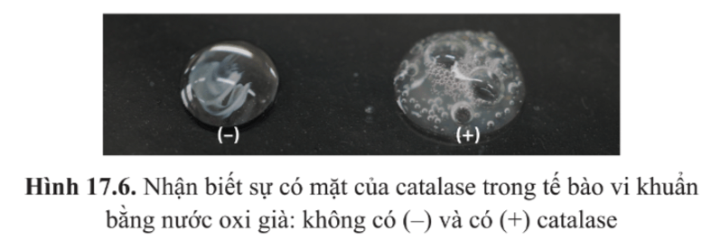 Em hãy giải thích kết quả thí nghiệm ở hình 17.6. 