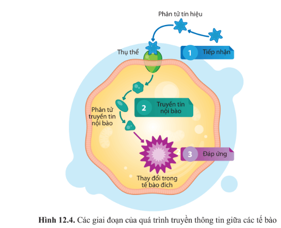 Quan sát hình 12.4 và mô tả quá trình truyền tin nội bào đối với thụ thể màng