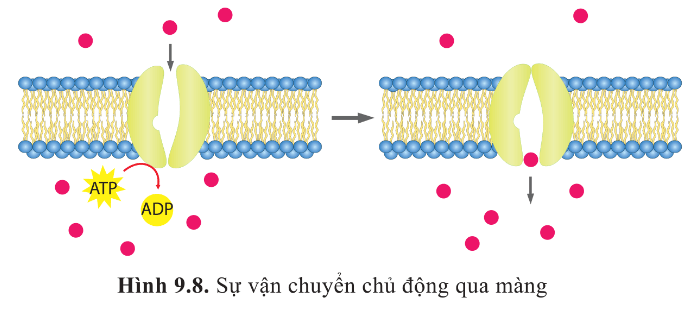 Quan sát hình 9.8 và cho biết sự khác biệt giữa vận chuyển thụ động và vận chuyển chủ động