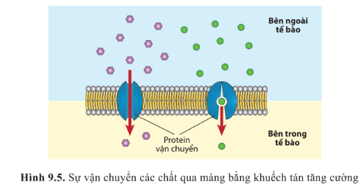 Dựa vào hình 9.3 và 9.5 cho biết đặc điểm chung giữa khuếch tán đơn giản và khuếch tán tăng cường