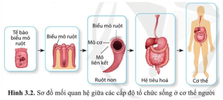 Quan sát hình 3.2, mô tả mối quan hệ giữa các cấp độ tổ chức sống ở cơ thể người