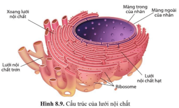 Quan sát hình 8.9, phân biệt cấu tạo lưới nội chất hạt và lưới nội chất trơn