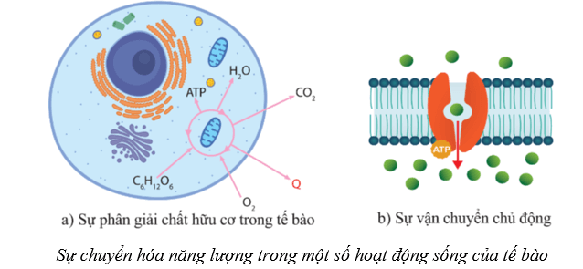 Lý thuyết Sinh học 10 Cánh diều Bài 10: Sự chuyển hóa năng lượng và enzym