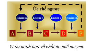 Lý thuyết Sinh học 10 Cánh diều Bài 10: Sự chuyển hóa năng lượng và enzym