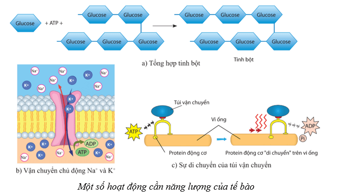 Lý thuyết Sinh học 10 Cánh diều Bài 10: Sự chuyển hóa năng lượng và enzym