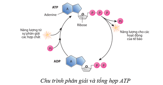 Lý thuyết Sinh học 10 Cánh diều Bài 10: Sự chuyển hóa năng lượng và enzym