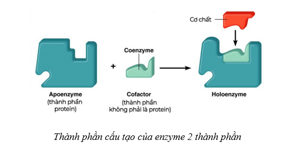 Lý thuyết Sinh học 10 Cánh diều Bài 10: Sự chuyển hóa năng lượng và enzym