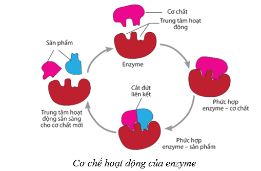 Lý thuyết Sinh học 10 Cánh diều Bài 10: Sự chuyển hóa năng lượng và enzym